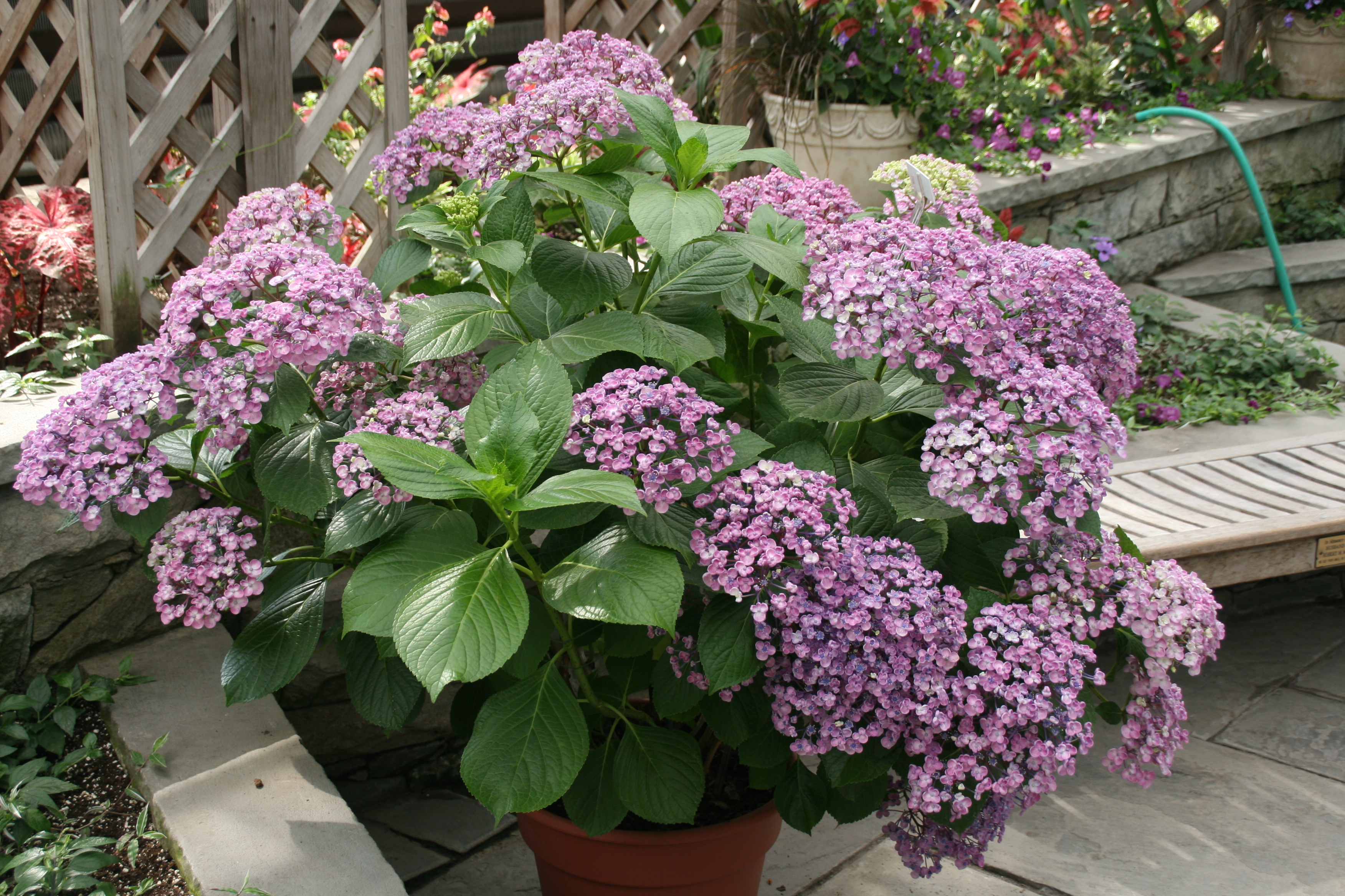 Hydrangea macrophylla 'Ayesha'